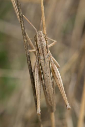Euchorthippus elegantulus